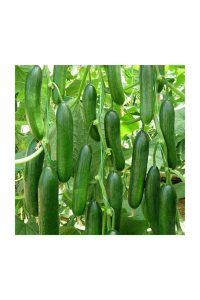 Tohumculuk Hıyar Beith Alpha Salatalık Tohumu 5 Gr ( Ata Tohum ) - Görsel 2