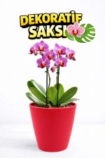 Modern Kırmızı Saksı Seti (4 Adet) | Orkide ve Ev Bitkileri İçin - Görsel 3