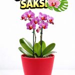 Dekoratif Saksı 12,5 cm | Canlı Kırmızı Renk | 1,25 Litre | Orkide ve Salon Bitkileri İçin