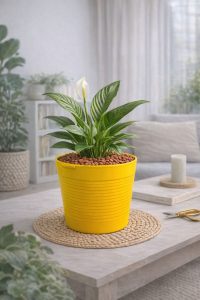 Bitki Toprağı & Kırmızı Pomza Seti | 5 L Bitki Toprağı + 1 L Ponza | Organik Cocopeat İçerikli - Görsel 7