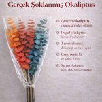 3 Renkli Karışık Gerçek Şoklanmış Okaliptüs Demeti – Dekoratif Okaliptüs - Gerçek Okaliptus
