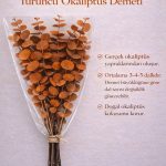 Gerçek Şoklanmış Turuncu Okaliptüs Demeti | Doğal Kokulu | Büyük Yaprak Büyük Demet