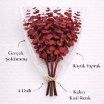 Gerçek Kızıl Şoklanmış Okaliptüs Demeti | Doğal Dekoratif Okaliptus