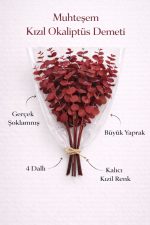 Gerçek Kızıl Şoklanmış Okaliptüs Demeti | Doğal Dekoratif Okaliptus
