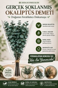 Doğal Yeşil Okaliptüs Demeti – Gerçek Okaliptüs, Şoklanmış Büyük Okaliptus Demeti