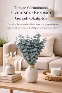 Doğal Yeşil Okaliptüs Demeti – Gerçek Okaliptüs, Şoklanmış Büyük Okaliptus Demeti - Görsel 2
