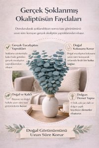 Doğal Yeşil Okaliptüs Demeti – Gerçek Okaliptüs, Şoklanmış Büyük Okaliptus Demeti - Görsel 4