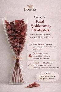 Şoklanmış Gerçek Büyük Okaliptüs Demeti ve Cam Vazo Seti – Kızıl Renk Özel Tür Renkli Bitki