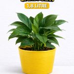 2’li Saksı Seti – 15 Pot Üretim Saksısı + 1,8 Litre Sarı Dekoratif Kırılmaz Saksı | Tabaksız Uyumlu