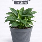 2’li Saksı Seti | 15 Pot Yarı Şeffaf Üretim Saksısı + 1,8 L Gri Dekoratif Kırılmaz Dış Saksı
