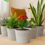 1,8 Litre Tabaksız Kırılmaz Plastik Saksı – 5 Adet Set | Modern - Ev & Salon Bitkileri İçin