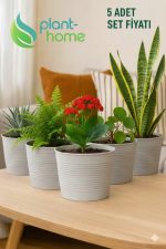 1,8 Litre Tabaksız Kırılmaz Plastik Saksı – 5 Adet Set | Modern - Ev & Salon Bitkileri İçin