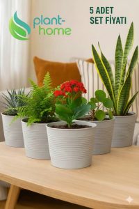 1,8 Litre Tabaksız Kırılmaz Plastik Saksı – 5 Adet Set | Modern - Ev & Salon Bitkileri İçin