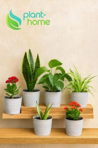 1,8 Litre Tabaksız Kırılmaz Plastik Saksı – 5 Adet Set | Modern - Ev & Salon Bitkileri İçin - Görsel 3