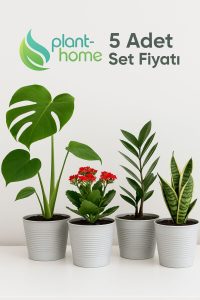 1,8 Litre Tabaksız Kırılmaz Plastik Saksı – 5 Adet Set | Modern - Ev & Salon Bitkileri İçin - Görsel 6