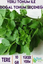 Tere Yetiştirme Seti – Tere Tohumu + Cocopeat & Perlit Katkılı Fide Toprağı + 3’lü Drenajlı Saksı - Görsel 4