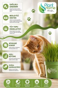 Kedi Çimi Yetiştirme Seti – Saksı, Cocopeat Toprak ve Buğday Tohumu | %100 Doğal 3’lü Kit - Görsel 3