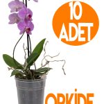 10 Adet Orkide Üretim Saksısı - Plastik Şefaf Orkide Üretimine Uygun Saksı