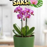 Orkide Saksısı Koyu Yeşil Dekoratif Dış Saksı 1 Adet- 12 Pot Şeffaf Orkide Üretim Saksısı Hediyeli