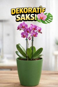 Orkide Saksısı Koyu Yeşil Dekoratif Dış Saksı 1 Adet- 12 Pot Şeffaf Orkide Üretim Saksısı Hediyeli