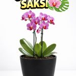 Orkide Saksısı Siyah Dekoratif Dış Saksı 1 Adet- 12 Pot Şeffaf Orkide Üretim Saksısı Hediyeli