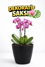 Orkide Saksısı Siyah Dekoratif Dış Saksı 1 Adet- 12 Pot Şeffaf Orkide Üretim Saksısı Hediyeli
