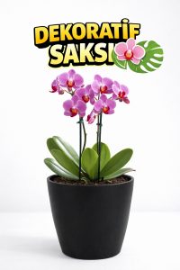 Orkide Saksısı Siyah Dekoratif Dış Saksı 1 Adet- 12 Pot Şeffaf Orkide Üretim Saksısı Hediyeli