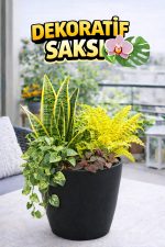 Orkide Saksısı Siyah Dekoratif Dış Saksı 1 Adet- 12 Pot Şeffaf Orkide Üretim Saksısı Hediyeli - Görsel 2