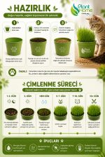 Kedi Çimi Yetiştirme Seti – Doğal, Sağlıklı ve Pratik Evde Kedi Çimi Kit (Plant Home) - Görsel 2
