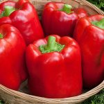 Biber Dolma California Wonder Tohumu Dolmalık Kırmızı Biber 5 Gr
