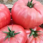 400 Adet Pembe Domates Tohumu - Yerli Ürün - Verimli ve Lezzetli Hasat