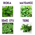 Yeşillik Tohumu 4'lü Avantaj Seti - Maydanoz - Roka - Tere- Semiz Otu Yerli tohum Seti