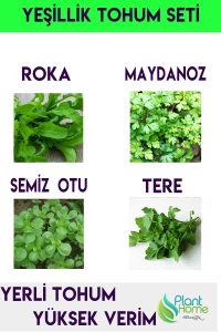 Yeşillik Tohumu 4'lü Avantaj Seti - Maydanoz - Roka - Tere- Semiz Otu Yerli tohum Seti