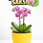 Orkide Saksısı Sarı Dekoratif Dış Saksı 1 Adet- 12 Pot Şeffaf Orkide Üretim Saksısı Hediyeli
