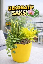 Orkide Saksısı Sarı Dekoratif Dış Saksı 1 Adet- 12 Pot Şeffaf Orkide Üretim Saksısı Hediyeli - Görsel 2