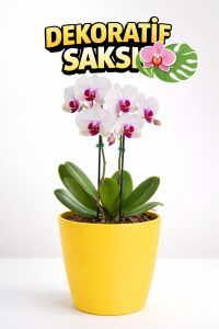 Orkide Saksısı Sarı Dekoratif Dış Saksı 1 Adet- 12 Pot Şeffaf Orkide Üretim Saksısı Hediyeli - Görsel 3