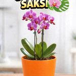 Orkide Saksısı Turuncu Dekoratif Dış Saksı 1 Adet- 12 Pot Şeffaf Orkide Üretim Saksısı Hediyeli