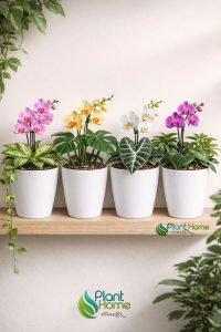 Dekoratif Beyaz Orkide Saksısı - 4 Adet Set Fiyatlı -12 Pot Üretim Saksısına Uygun Kaliteli Ürün - Görsel 3