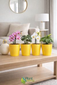 Dekoratif Sarı Orkide Saksısı - 4 Adet Set Fiyatlı -12 Pot Üretim Saksısına Uygun Kaliteli Ürün - Görsel 6