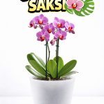 Yarı Şeffaf Dekoratif Orkide Saksısı - 12 Lik Üretim Saksısına Uygun Kaliteli Ürün