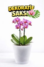 Yarı Şeffaf Dekoratif Orkide Saksısı - 12 Lik Üretim Saksısına Uygun Kaliteli Ürün