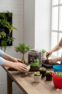 10 Litre Çiçek Toprağı Ithal Ts1 Torf Sinek Böcek Yapmayan Bitki Toprağı - Görsel 4